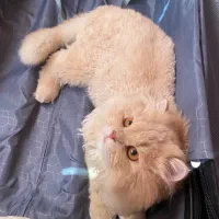 واگذاری گربه بریتیش