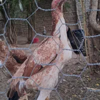 جوجه خروس و مرغ اوشامو|حیوانات مزرعه|تهران, خانی آباد نو شمالی|دیوار