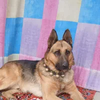 سگ نره ژرمن شپرت