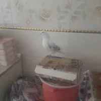 کفتر|پرنده|مشگین شهر, |دیوار