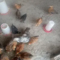 حیوان خونگی|حیوانات مزرعه|سوق, |دیوار