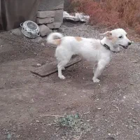 سگ پاکوتا|سگ|خوی, |دیوار