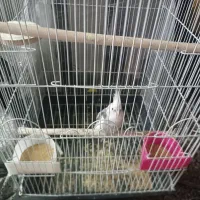 عروس نر وایت|پرنده|مشهد, ابوذر|دیوار