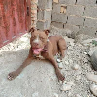 پیت بول نر اصیل، 13 ماهه، واکسینه