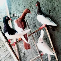 کفتر|پرنده|مشهد, کوه سنگی|دیوار
