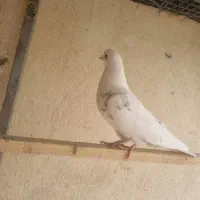 کفتر سفید پرش. سنگین|پرنده|فردیس, شهرک ۱۱۰|دیوار