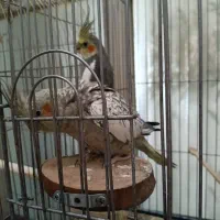 عروس هلندی مولد به همراه سه جوجه