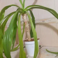 گل و گیاه