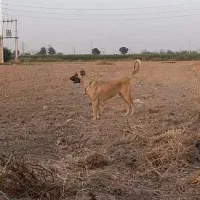 واگذاری سگ سرابی