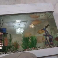 ماهی گوشتخوار