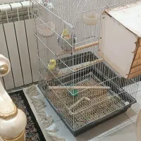 عروس هلندی نر و ماده|پرنده|رباط‌کریم, رباط‌کریم|دیوار