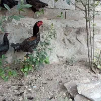 خروس لاری