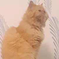 پرشین ماده جهت جفتگیری|گربه|رشت, بوسار|دیوار