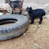 یک عدد بز دوقلو زا بادو کهره نر فروشی|حیوانات مزرعه|خرامه, |دیوار