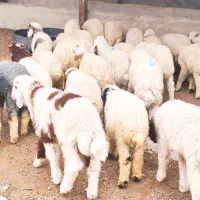 29 عدد بره نر درجه یک و بزرگ  ، گوسفند