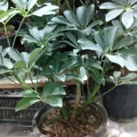 گل شفلرا|گل و گیاه طبیعی|شاهینشهر, شهرک گلدیس|دیوار