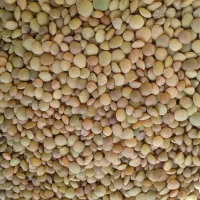 عدس ماش نخودمخلی|خوردنی و آشامیدنی|اردل, |دیوار