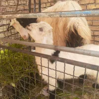 یک عدد تیربز جوان سالم وپاک ویک عدد بیگ نر سالم