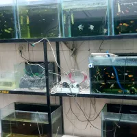 فروش کلیه وسایل و تجهیزات و ماهی آکواریوم|ماهی|اسلامآباد غرب, |دیوار