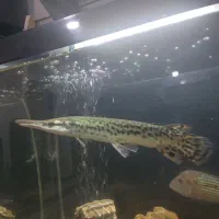 ماهی الیگیتور یاسرسوسماری|ماهی|شاهینشهر, مسکن مهر|دیوار