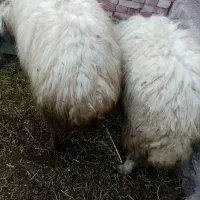 قوچ دو عدد|حیوانات مزرعه|شوط, |دیوار