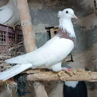 طوقی ماده|پرنده|مانه, |دیوار