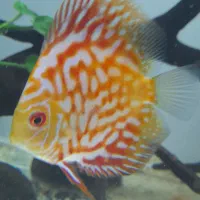 ماهی دیسکس ۲ قطعه|ماهی|تهران, مهرآباد جنوبی|دیوار