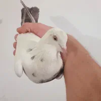 کبوتر هما|پرنده|نوشین شهر, |دیوار