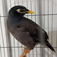 مرغ مینا