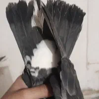 کبوتر تهرانی|پرنده|اصفهان, شاهد|دیوار