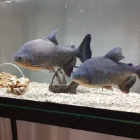 پیرانا نروماده ۳۰ سانتی رنگ عالی و خوب|ماهی|تبریز, |دیوار