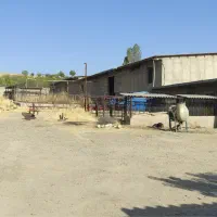 گاوداری شیری ۱۰۰ راسی + ۳/۵ هکتار زمین و باغ|فروش دفتر صنعتی، کشاورزی، تجاری|خرمدره, |دیوار