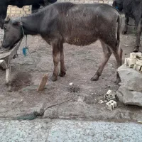 ایرپاد 1راس گوساله گاومیش حشوه
