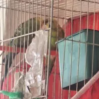 یک جفت مرغ عشق دم تخم