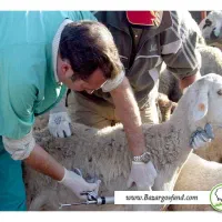 تزریق واکسن تب برفکی  هشدار به دامداران|خدمات آرایشگری و زیبایی|تربت‌حیدریه, حاجی یار‎|دیوار