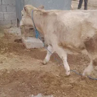 گوسال شاروله اصل ۵ماهه|حیوانات مزرعه|خدا آفرین, |دیوار