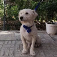 سگ با مزه|سگ|اصفهان, احمدآباد|دیوار