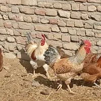 خروس چاق وسرحال|حیوانات مزرعه|تربت‌حیدریه, بازار|دیوار