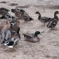 تخم اردک رشتی پروازی|حیوانات مزرعه|مرزیکلا, |دیوار