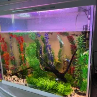 آکواریوم گوپی با تجهیزات|ماهی|اردبیل, |دیوار