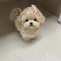 پودل مالتیز عروسکی مالتیپو ۴/۵۰۰ به بالا