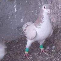 ساده هفت رنگ