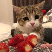 تعدادی گربه