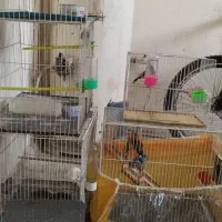 مرغ عشق . گل سر . سهره کرمانی . سینه سرخ