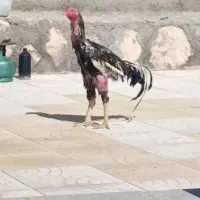 خروس لاری اصل|حیوانات مزرعه|صوفیان, |دیوار