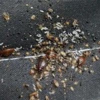 سمپاشی سوسک سم پاشی ساس موش تضمینی