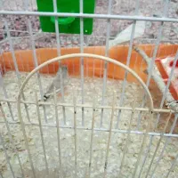 فنچ|پرنده|نیشابور, شهید بهشتی|دیوار