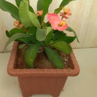 گل مرجان گلدرشت|گل و گیاه طبیعی|تبریز, |دیوار