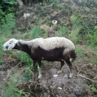 میش دو ماه قوچ خورده
