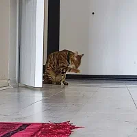 گربه بنگال|گربه|تهران, پامنار|دیوار